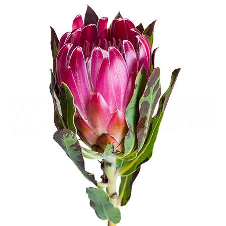 Protea brenda