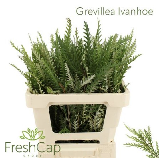 Blad Grevillea ivanhoe bronze