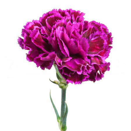 Carnation nobbio violet