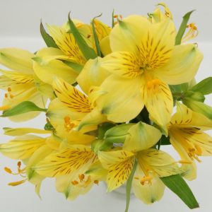 Alstroemeria yellow