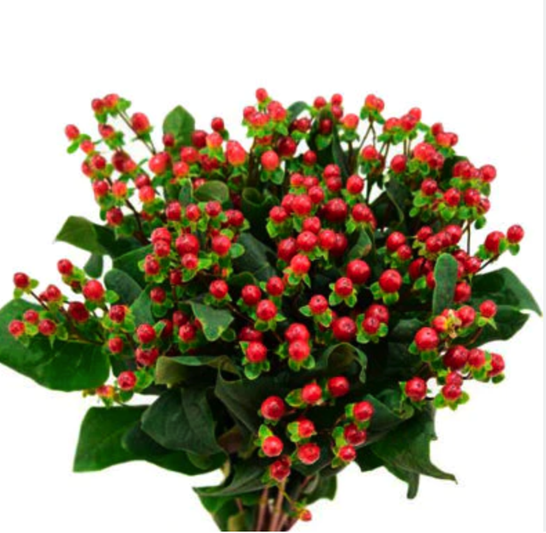 Hypericum red