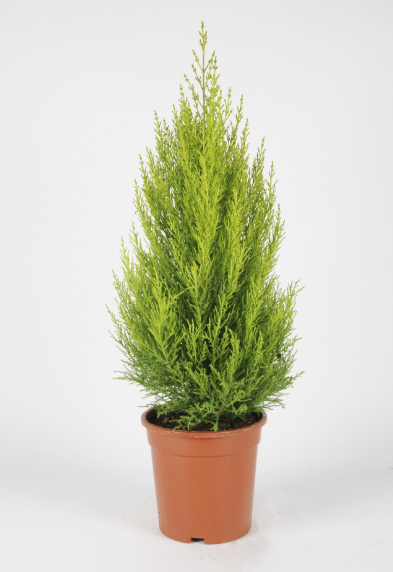 Thuja pot goldcrest