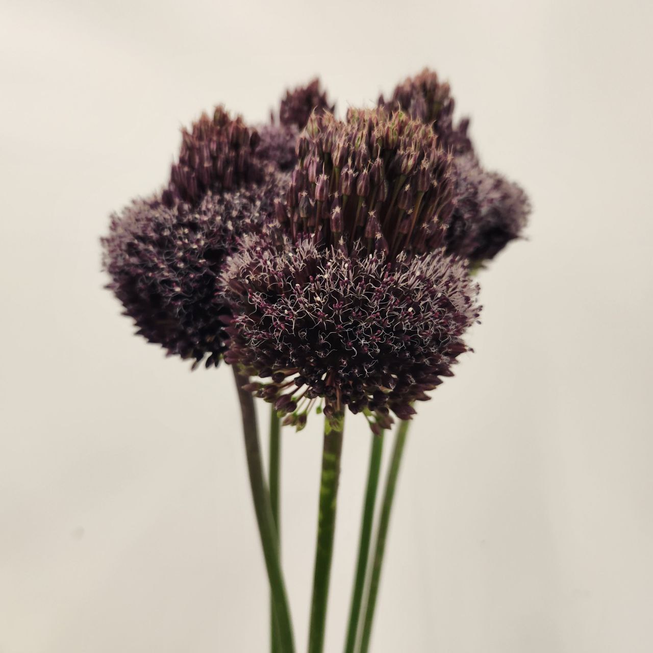 Allium summer drummer