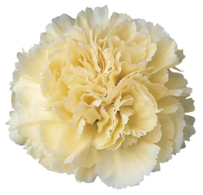 Carnation diletta crema