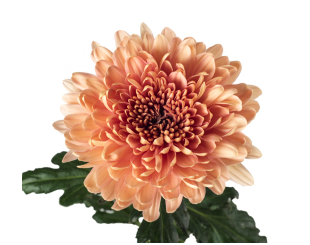 Chrysanthemum cremon linette