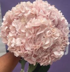 Hydrangea jumbo parisian pink