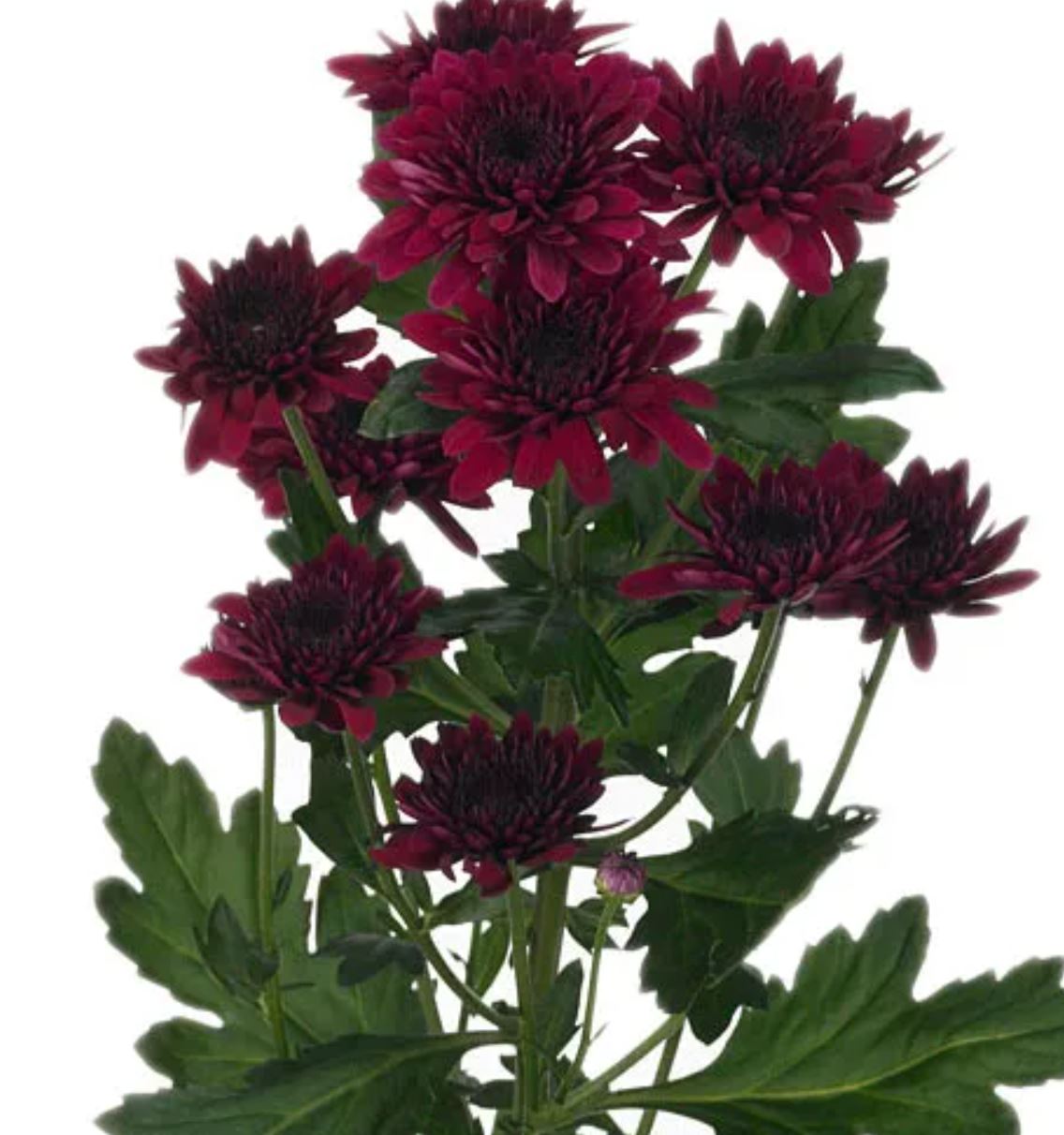 Chrysanthemum spray barca red