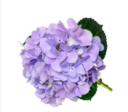 Hydrangea purple dream