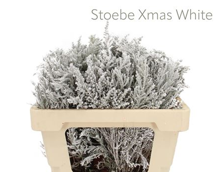 Kaaps stoebe xmas white