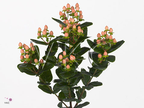 Hypericum peach classic