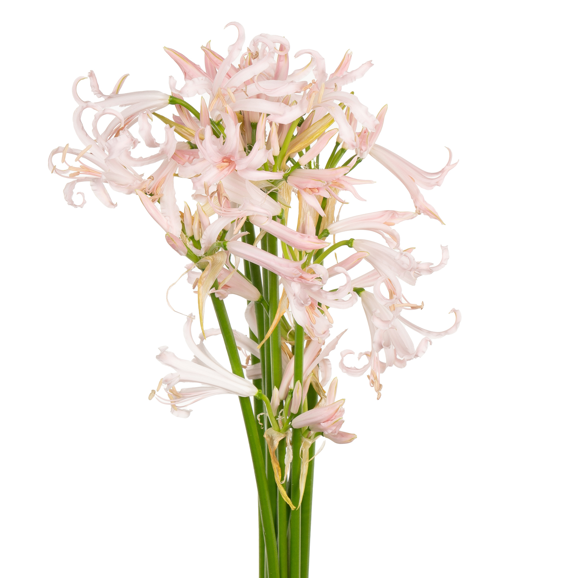 Nerine sofie