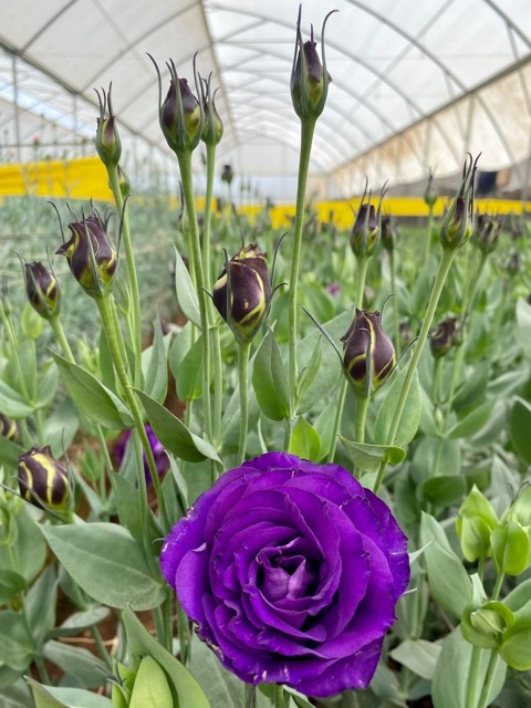 Eustoma croma purple