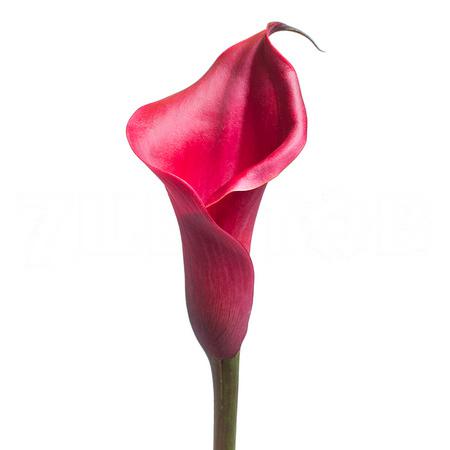 Zantedeschia red charm