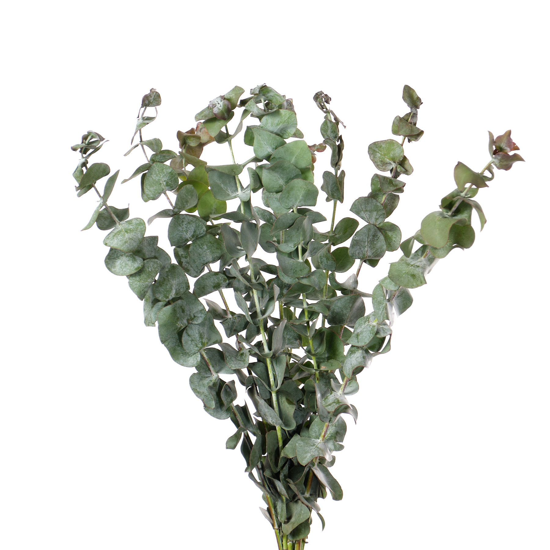 Blad Eucalyptus