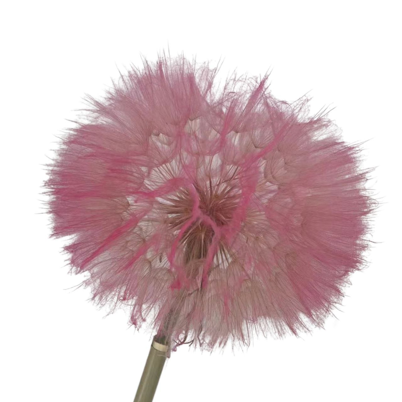 Dandelion Preserved Pink