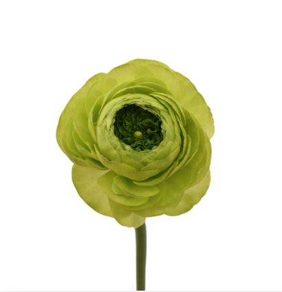 Ranunculus elegance jean