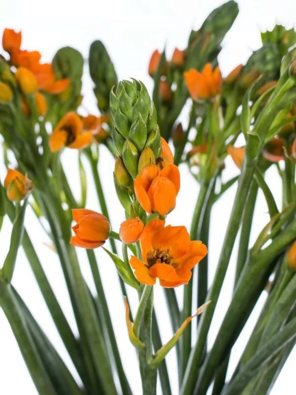 Ornithogalum sunshine