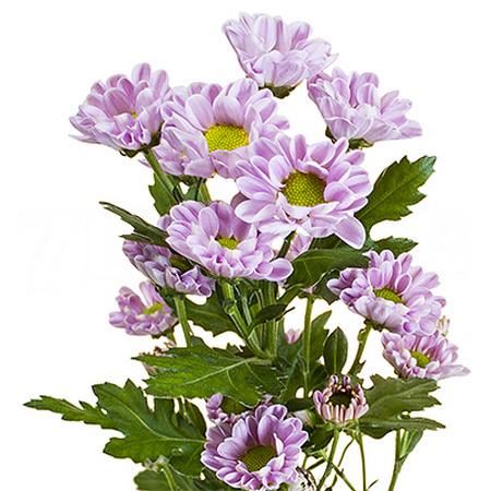 Chrysanthemum santini rossi pink