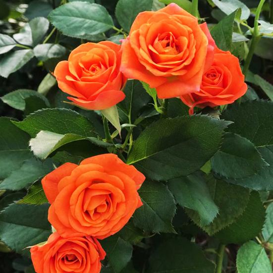 Rose spray orange babe