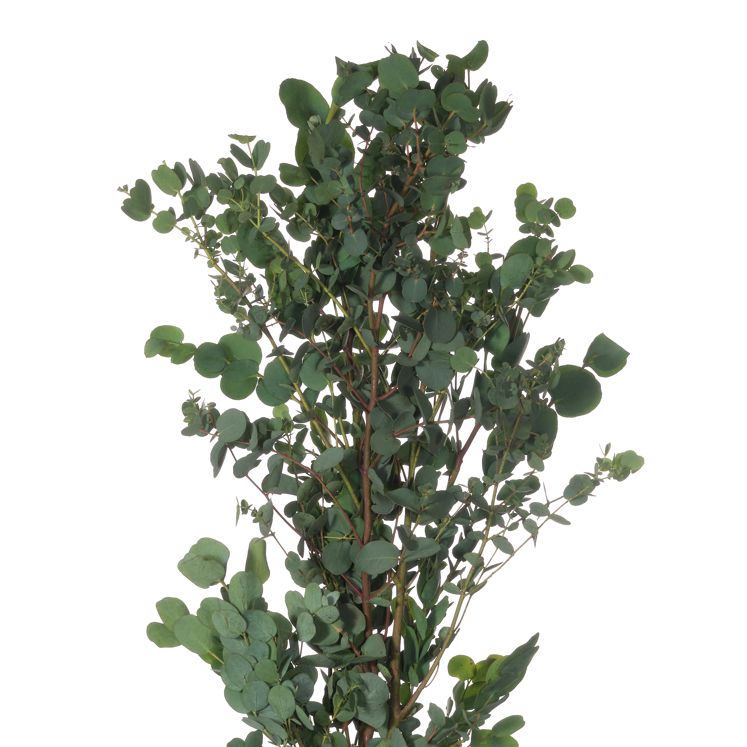 Blad Eucalyptus gunni