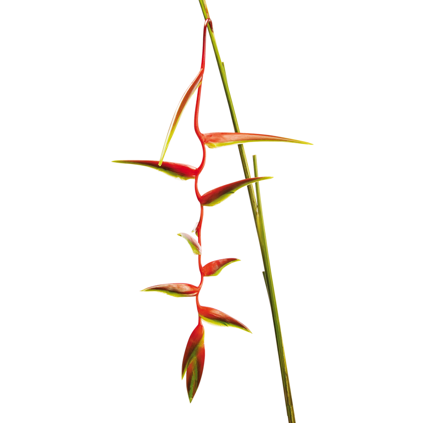 Heliconia sexy scarlet