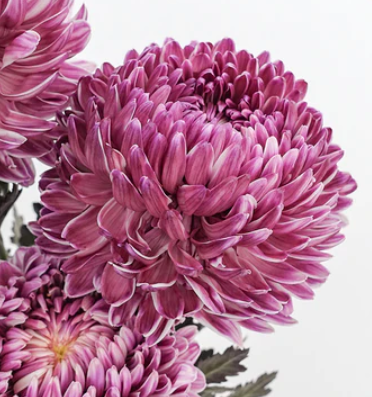 Chrysanthemum single ferica