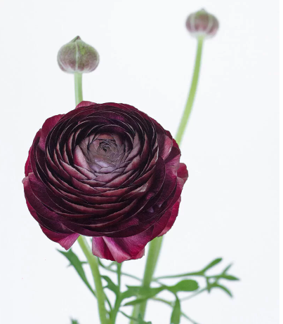 Ranunculus elegance burgundy