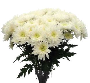 Chrysanthemum spray cushion logan