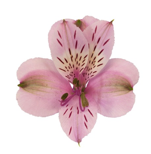 Alstroemeria mila