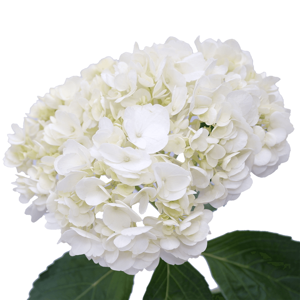 Hydrangea premium white