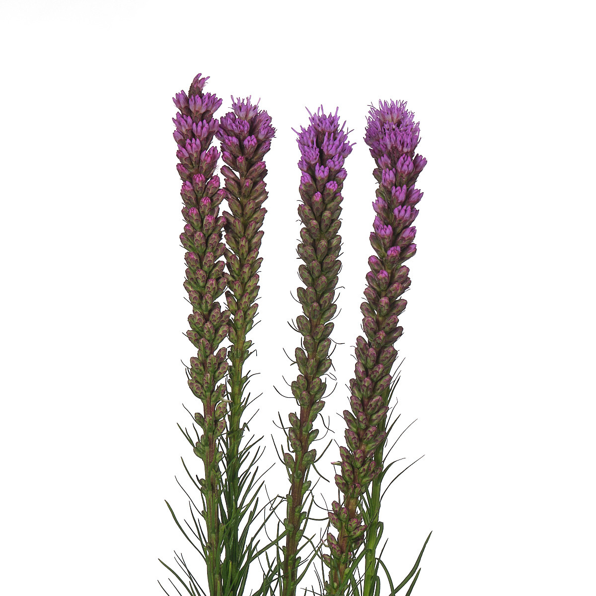 Liatris callilepis