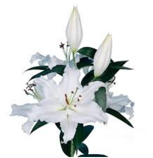 Lilium or monteneu