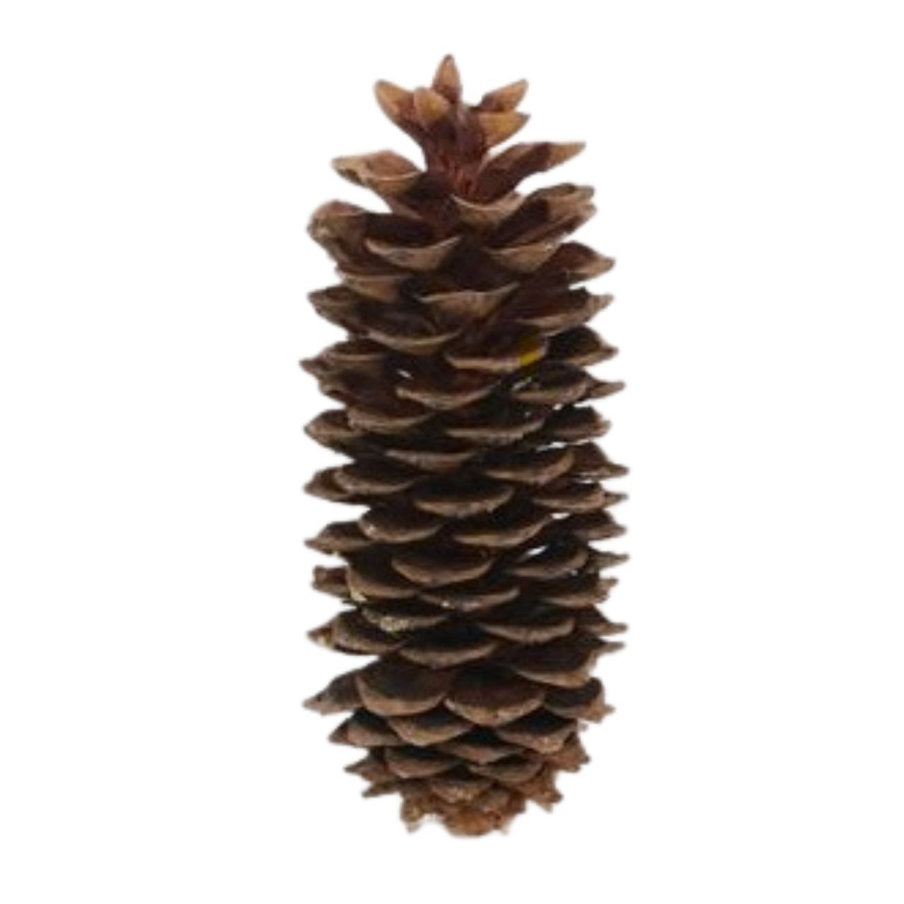 DECO PINECONE SUGAR PINE