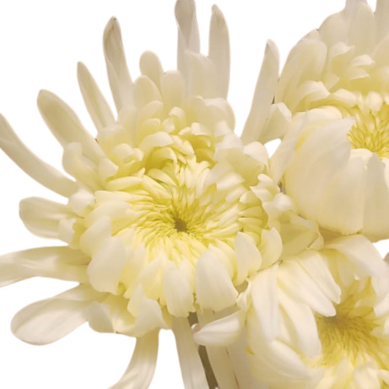 Chrysanthemum single philadelp