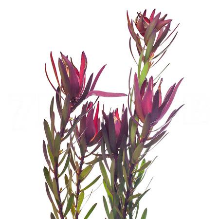 Leucadendron blush