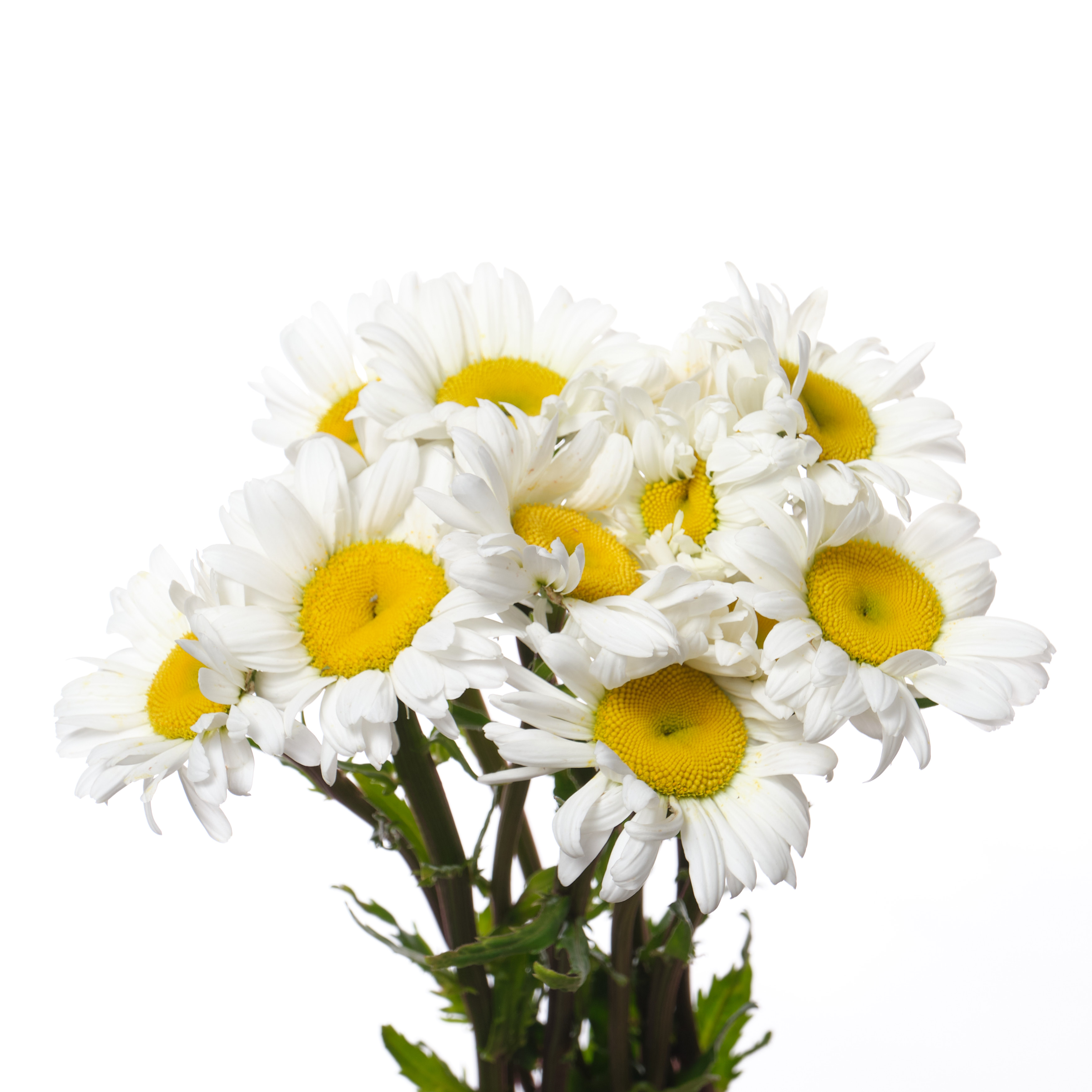 Leucanthemum vulgare