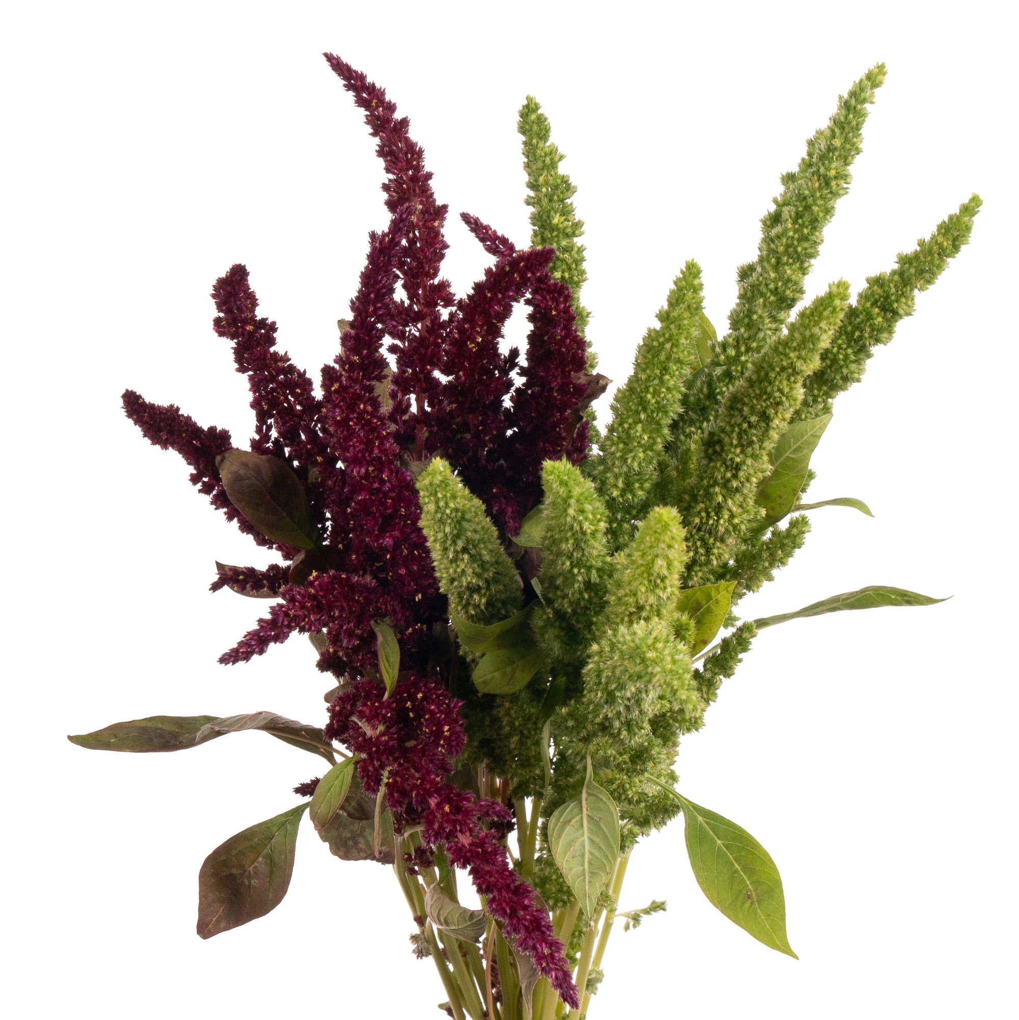 Amaranthus gemengd