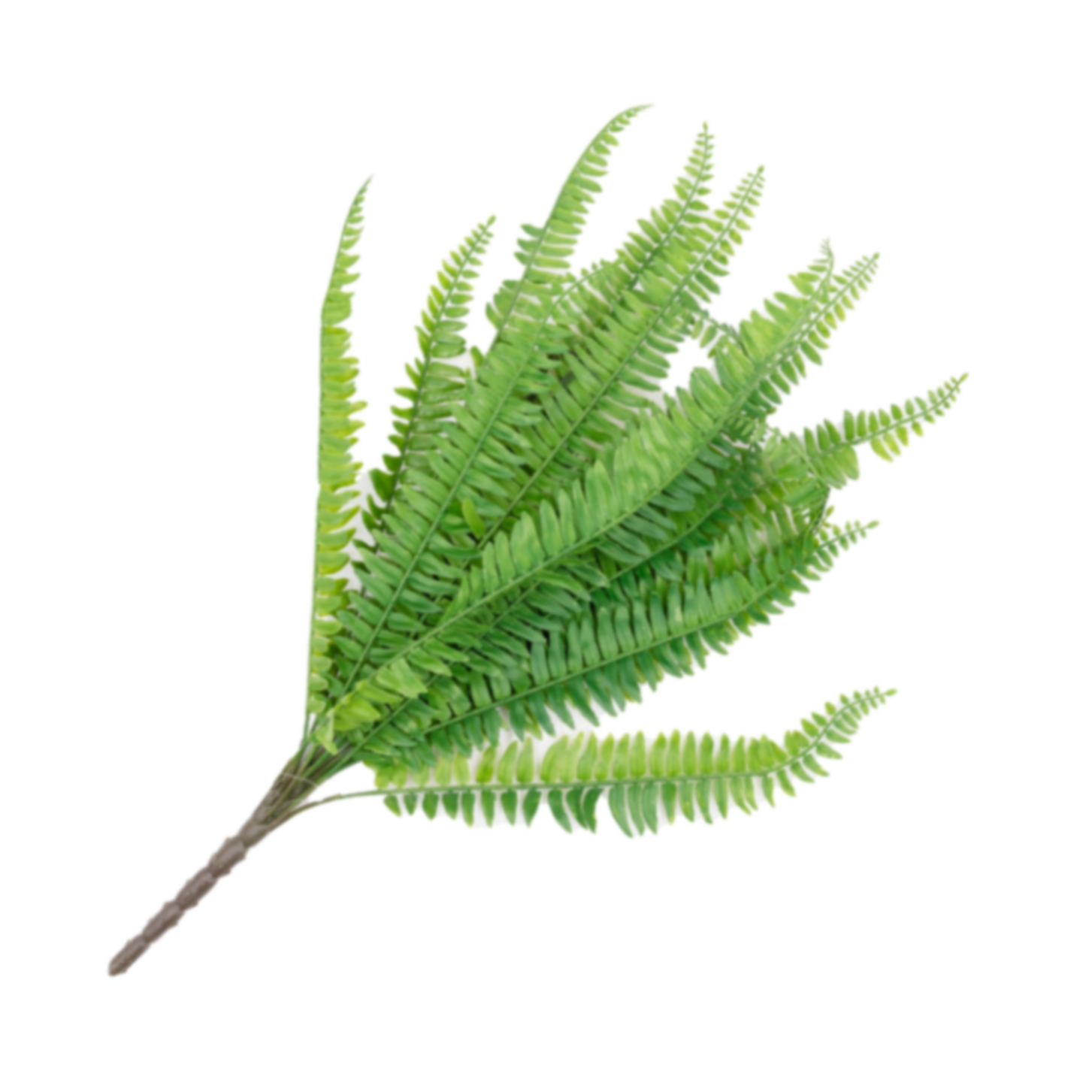 Artificial fern buch