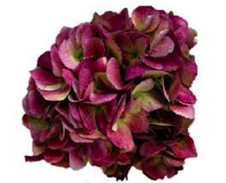 Hydrangea extra big petal antique