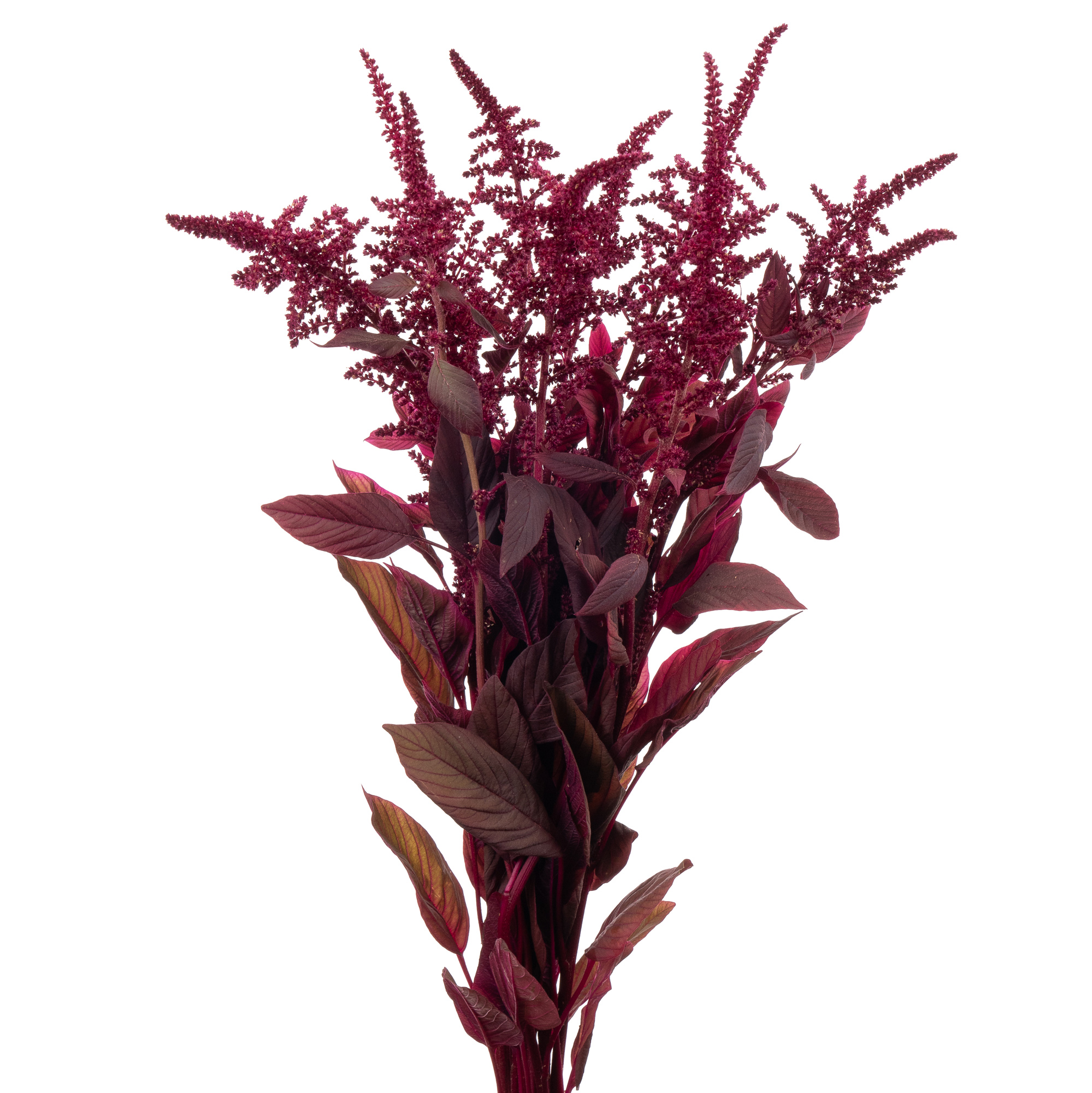 Amaranthus velvet