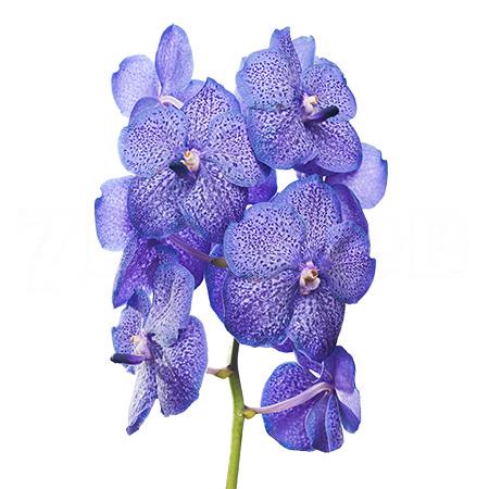 Vanda sunanda lavender sprinkles