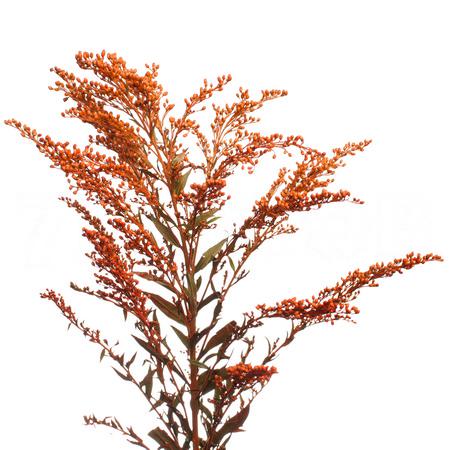 Solidago vrf orange