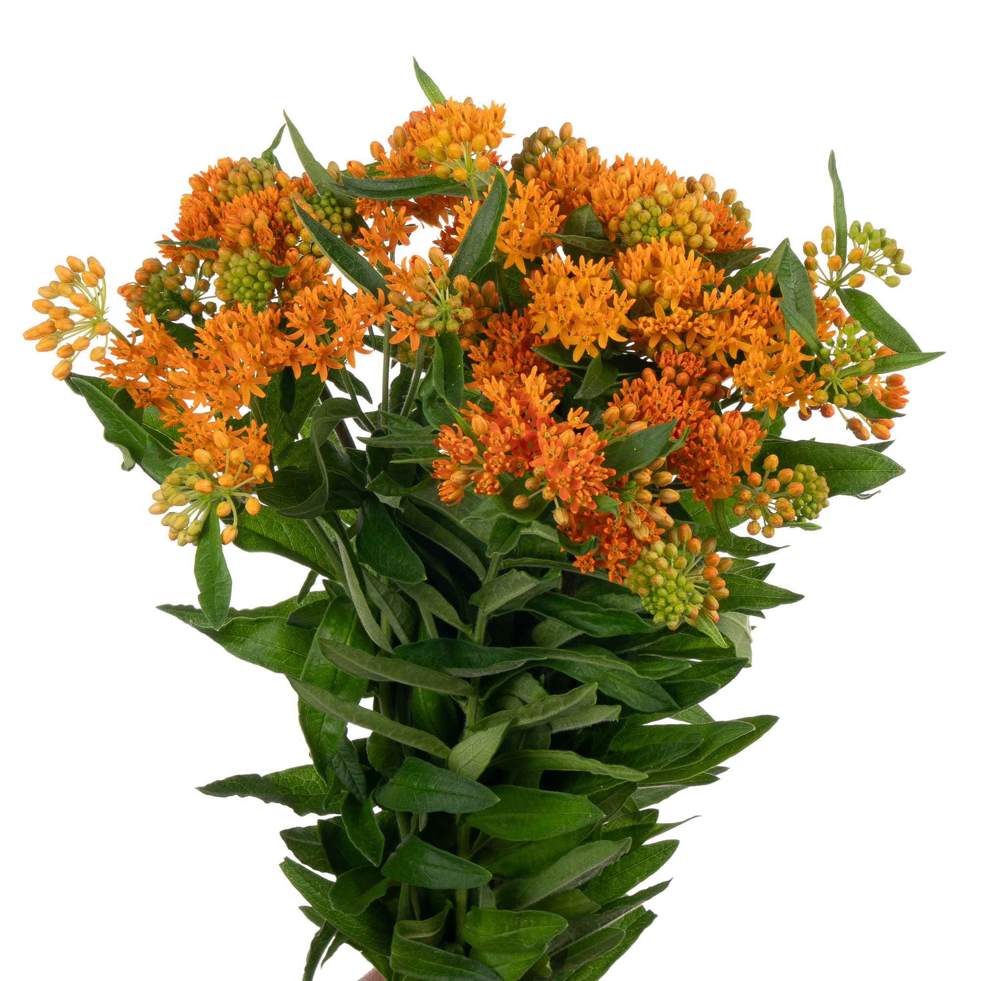 Asclepias tuberosa