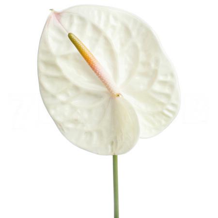 Anthurium champagne