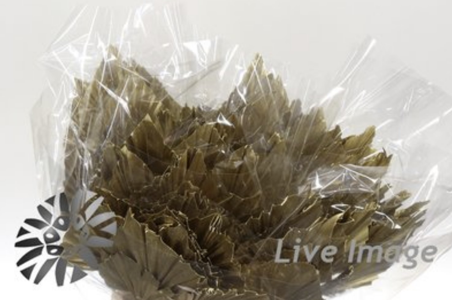 Dried palm spear (10/bunch) paint gold