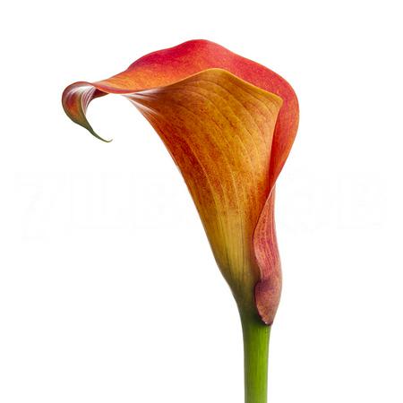 Zantedeschia callista