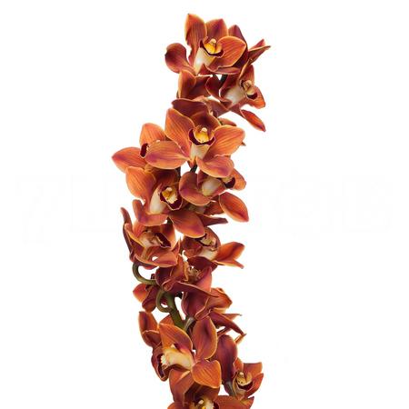 Cymbidium manon