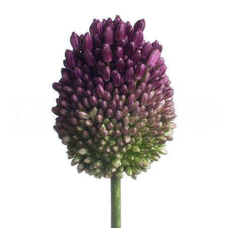 Allium sphaerocephalon