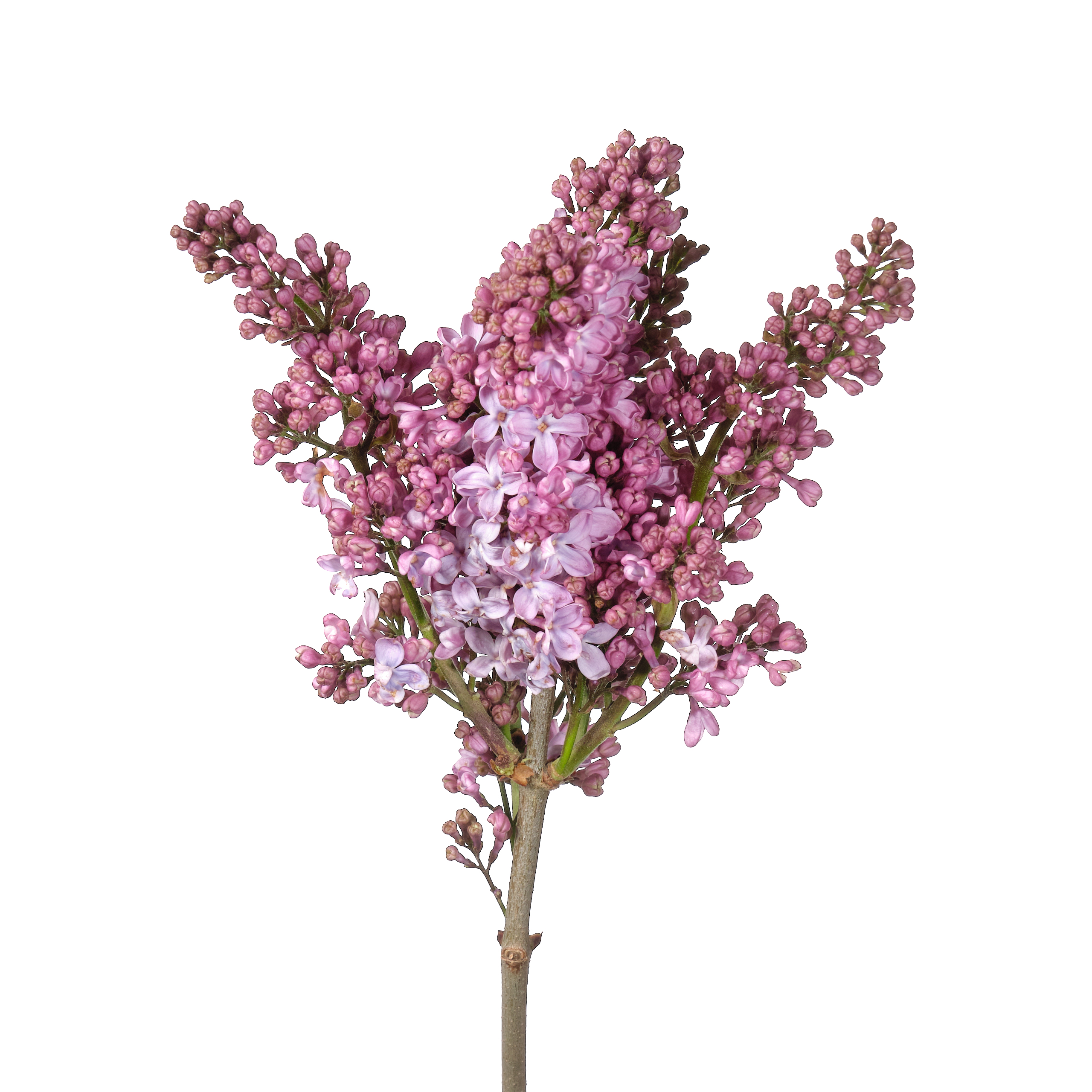 Syringa lavaliensis