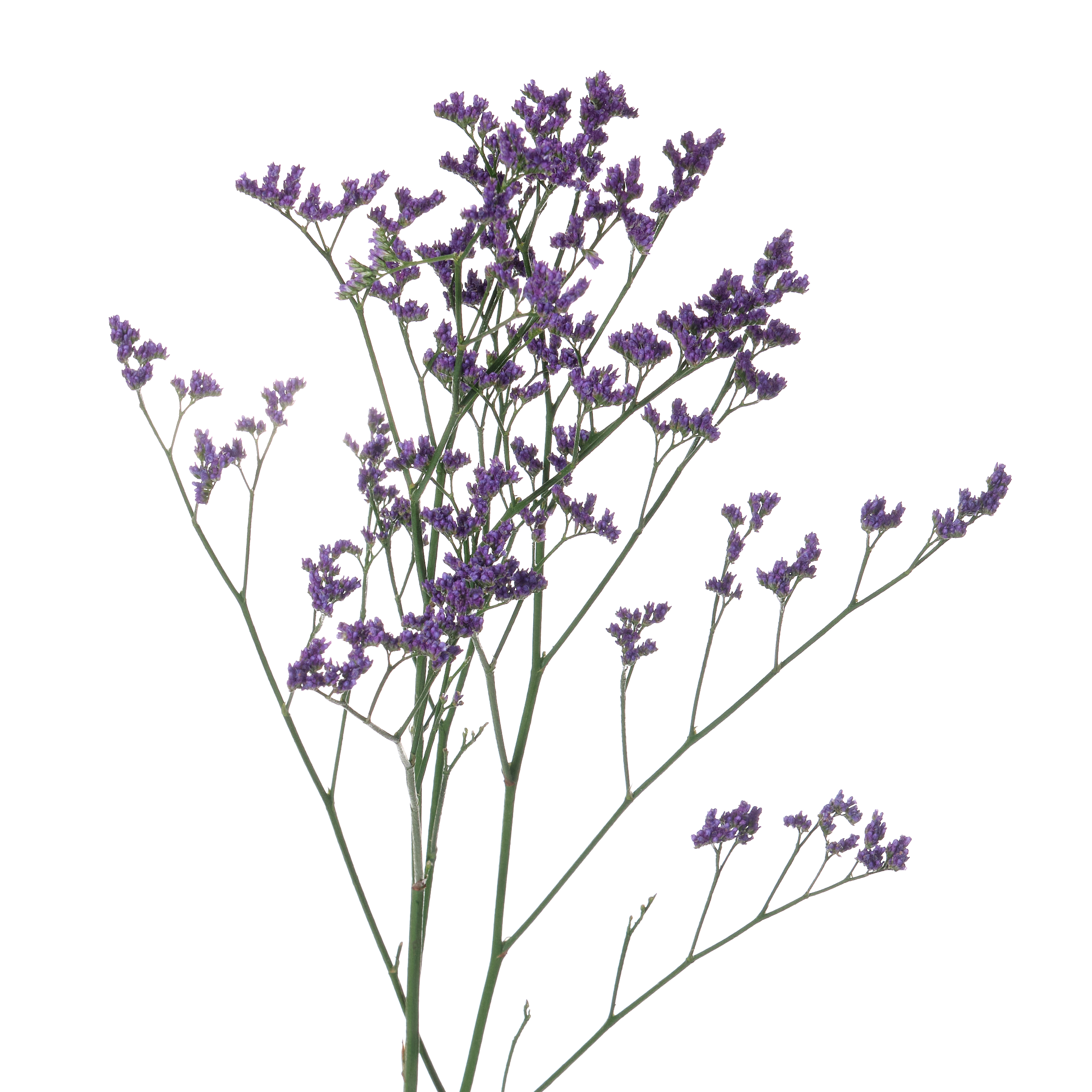 Limonium blue